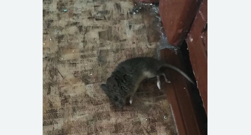 Дезинфекция от мышей в Тамбове